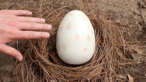 perfectly preserved dinosaur egg found.